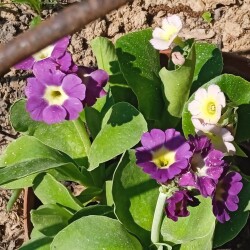 primula-22-m2fd550a316f14dee