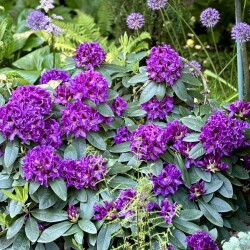 IMG_1936b7e326a73ac633fd